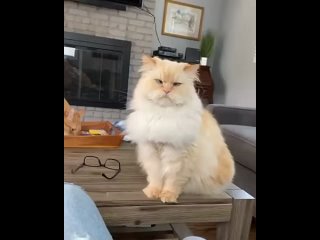 Косоглазый кот просит поесть