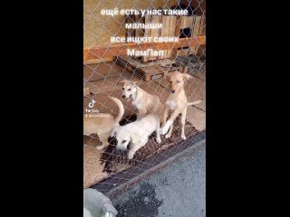 Видео от Доска объявлений о пристрое бездомных животных