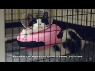 [Whiskas® Russia] Whiskas® представляет: Музыка для кошек