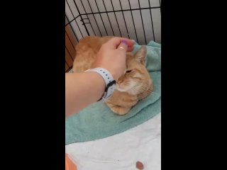 Видео от Группа помощи кошкам Ломоносова