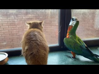 [zoo HOME] кот Персик охраняет кастрюлю от попугая Арчи ) cat Persik guards the pot from the parrot Archie)