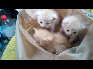 Теперь нам котят подкидывают в новеньких Спаровских сумках. Найдены в посадке рыженькие красавцы