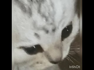 дорогой дневник...