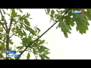 В День города в Барнауле в старейшем парке высадили дерево дружбы народов
