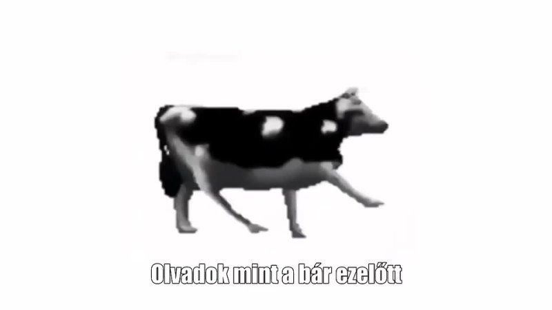 Polish Cow (