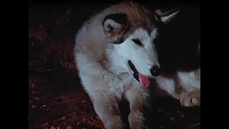 Никки Дикий пёс севера / Дикий пес Севера / Nikki, Wild Dog of the North (1961) приключения дети в кино