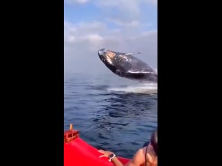 Ничего необычного, просто киты развлекаются у берегов Бразилии 🐋