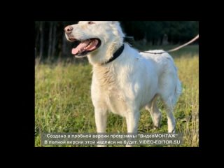 Акелла НЕ промахнулся! Пришёл сам в приют