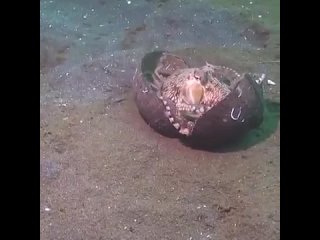 Бытовая жизнь осьминога