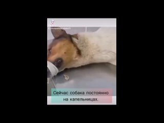 Собаку с трубкой во рту и биркой о стерилизации пытаются спасти зоозащитники в Чите