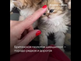 Котик за 100 тысяч