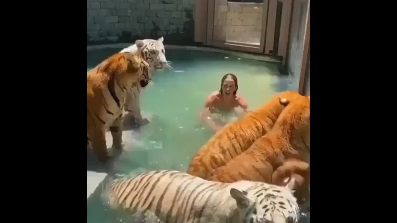 Современный Тарзан в бассейне с тиграми