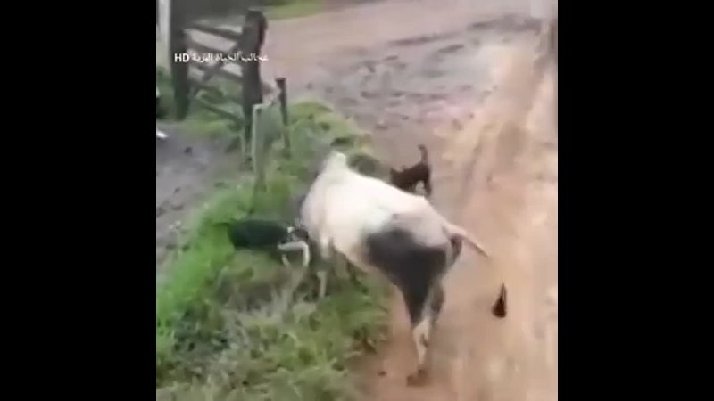Two dogs attack a cow, but the cow taught them a lesson they will never 
