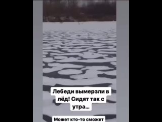 Лебеди вмерзли в воду