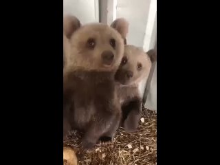 Брат медвежонок защищает сестрёнку