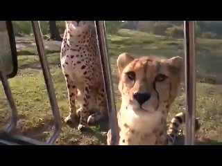 Cheetahs meowing like house cats