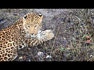 Великолепные леопарды Тайгана Magnificent Taigan leopards - Парк львов Тайган Taigan Lions Park