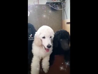 Видео от Dog World