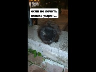 СОС! нужна помощь машиной! кошка с гнойным ухом на улице! Петербург
