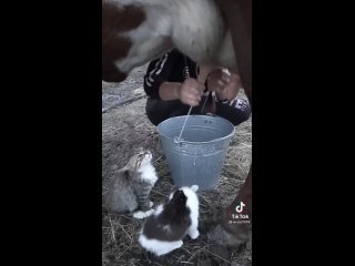 вы смотрите как пьют котята молочко пока мама доит корову