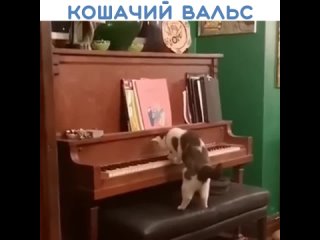 Музыкальной натуры кот