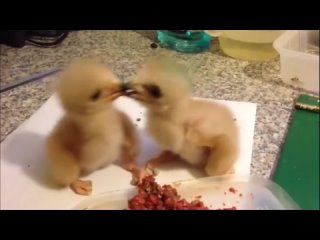 Братья птенчики кушают