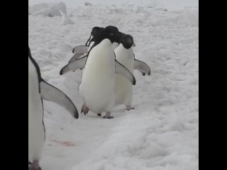 March_of_the_penguins_in_Antarctica_Tag_a_@nature_lover!_📽_@myeonghoseo