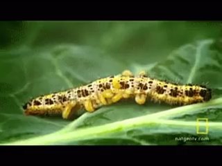 Личинка паразитической осы, вылупляющаяся из живой гусеницы