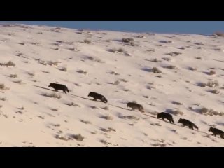 Волки