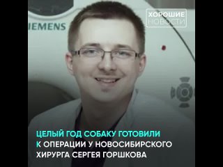 Новосибирские ветеринары впервые в мире установили собаке протезы на все лапы