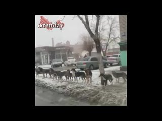 Собаки в Оренбурге вновь стали сбиваться в стаи