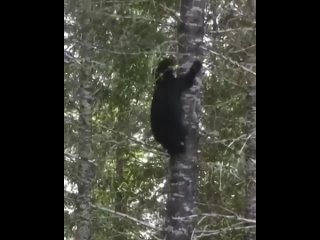 Черный медведь - проворный альпинист и хорошо лазает по деревьям