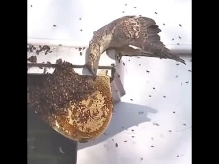 Honey Buzzard hunting a honey bees nest.