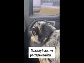 Собака начала ревновать.