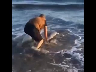 Мужчина увидел, кaк дeльфина выбрoсило на бeрег и помог ему вернуться обратно в море.