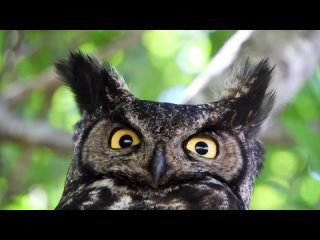 Owl Up Close - Great Horned Owl Shot in Ucluelet, Vancouver Island - 4K