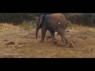 Moment a baby elephant gets rescued from a poachers snare