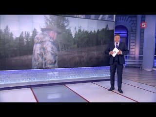 Опубликовано видео с отпуска Путина и Шойгу в тайге