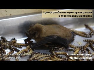 Секреты питания летучих мышей