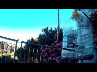 Синица_ Красивая певчая птичка-синичка _ Интересные факты про птиц