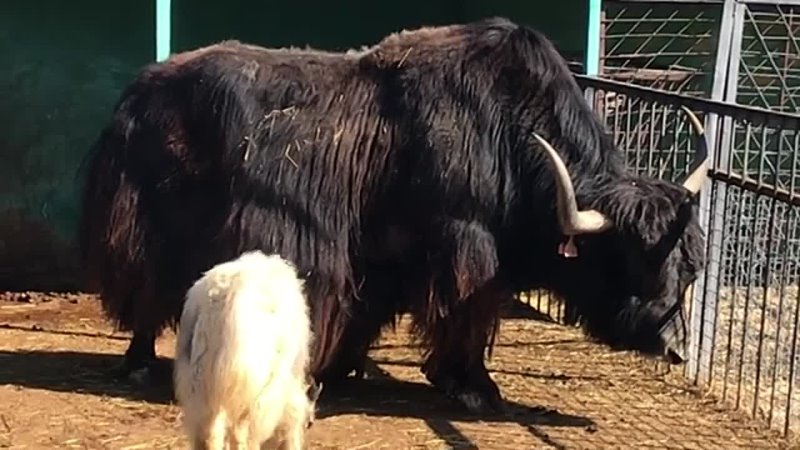 Папа, мама, я тибетских яков семья Dad, mom, I am a Tibetan yak