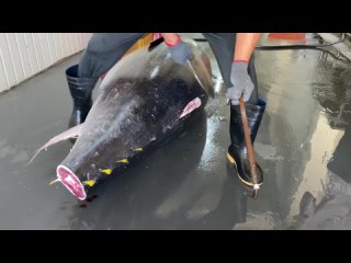 Luxurious sashimi- Giant bluefin tuna cutting show 巨大黑鮪魚切割秀-鮪魚金三角 - Taiwanese Food