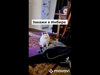 MovaviClips_Video_20211001-183829.mp4