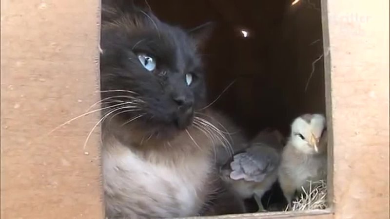 Cat Is An Overprotective Mom To Her Chickens Kritter