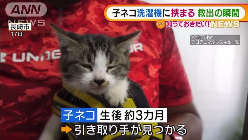 japanese news some kitten rescuing