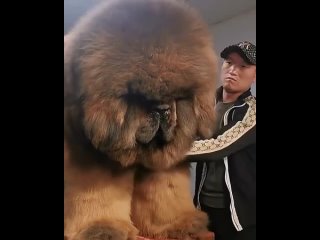 На видео показан представить семейства собачьих, который с давних времён был преданным другом человека.   Речь идет о... (видео)