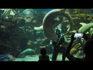 Океанариум танцы с рыбами