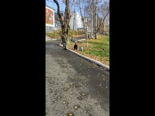 Video by Улыбка собаки