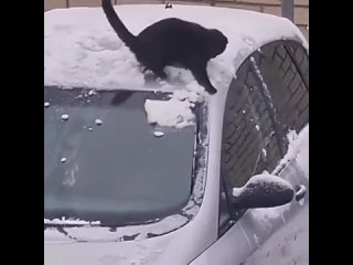 кот развлекается на машине