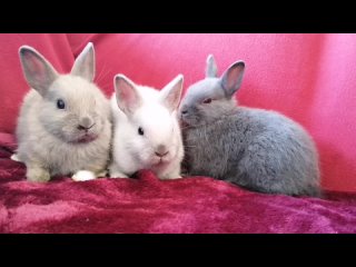Видео от Питомник декоративных  кроликов Чудесный зайчик